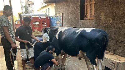 أسرة تقى عروس بنها تذبح عجل احتفالا بحكم الإعدام على المتهم 