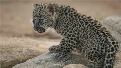 بعد تصدره التريند.. الهيئة الملكية لمحافظة العلا تعلن ولادة 7 من 