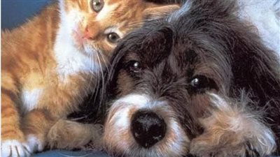 أهمية تربية الحيوانات في المنزل