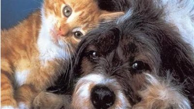 كيف تربي حيوان في منزلك دون خوف؟