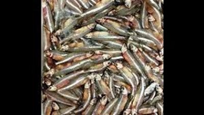 فوائد البساريا للحوامل وكيف يؤثر على الجنين؟