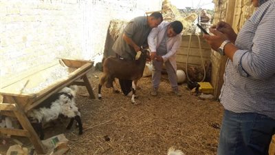 تنظيم قافلة طبية بيطرية مجانية لتحصين الحيوانات بقرية الحبش بالشرقية