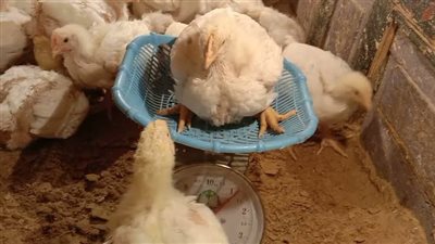 عاجل | الكتكوت يصل لهذا الثمن.. أسعار الدواجن والبيض اليوم