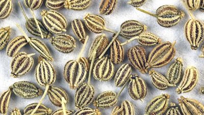 ما هي بذور الخلة وما هي فوائدها؟