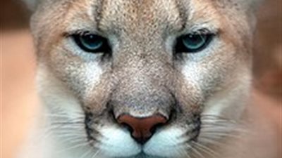 سيد الجبال: أقوى أنواع الأسود في العالم