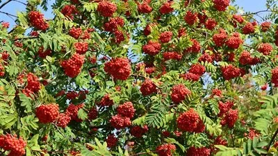 ما هي شجرة الغرقد وما سر احترام اليهود لها؟