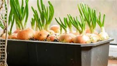 خطوات زراعة البصل في المنزل