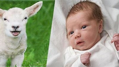 ما هي عقيقة المولود وما حكم عملها؟