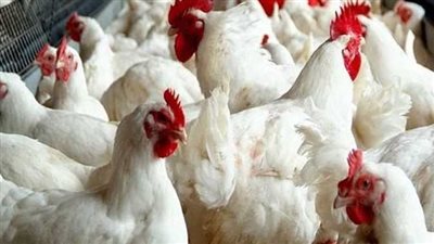 أسعار الدواجن اليوم الخميس 16-11-2023 في الدقهلية