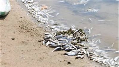 عاجل | تداول أسماك نافقة بالأسواق بعد ظهورها على سواحل الإسكندرية.. الحكومة توضح