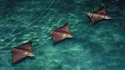 إبداع الله في عمق البحار..عجائب ثعبان البحر الشفاف