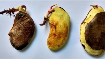 تعرف على طريقة وخطوات زراعة بذرة المانجو 