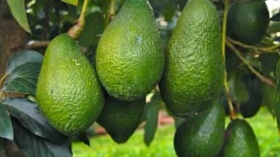 جمال وفوائد الأفوكادو.. منشأه، زراعته، وفوائده الصحية