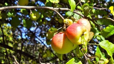 رحلة التفاح.. من الزراعة إلى الحصاد