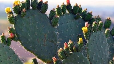 زراعة الصبار.. المتطلبات والطرق البسيطة