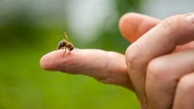 منها القاتلة في إفريقيا.. أخطر أنواع النحل وأماكن وجودها