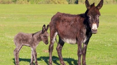 حظر تناول لحم الحمار في الإسلام وتفصيل القواعد المتعلقة باللحوم ومنتجاتها