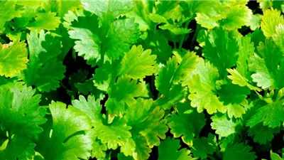 هل الكزبرة الخضراء تساعد في التخسيس؟