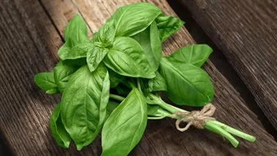 تعرف على الحبق وفوائده وأنواعه