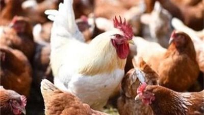 الكيلو عدى الـ100 جنيه| المصريون يشتكون أسعار الدواجن.. و7 طرق لحل الأزمة