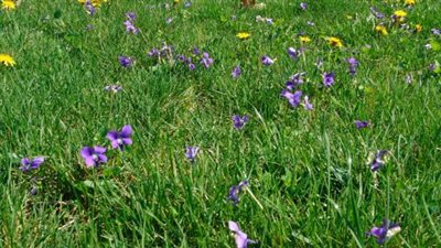 فوائد النباتات الطبيعية ودورها الحيوي في حياتنا