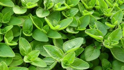 نبات البردقوش..استكشف جماله وفوائده