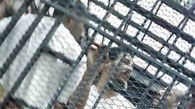 بدء محاكمة المتهم بتهشيم رأس زوج عمته بسبب 7 آلاف جنيه بإمبابة