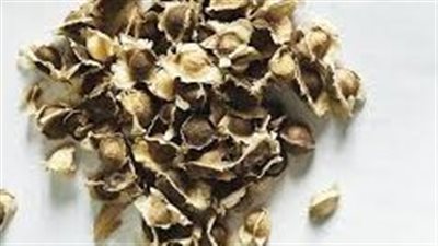 عشبة المورينجا.. فوائدها استخداماتها