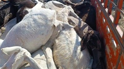 ضبط سيارة محملة بجثث 28 حمارا نافقا لسلخ جلودهم في الغربية (صور)