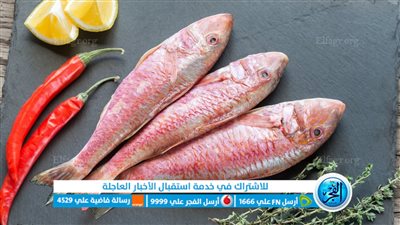  أسعار الأسماك والمأكولات البحرية اليوم الأحد 28 يناير 2024