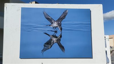 انطلاق فعاليات مهرجان تصوير الطيور المهاجرة ببورسعيد