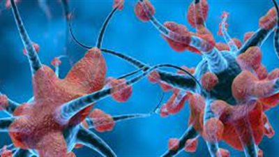 صحة الجهاز العصبي: أساس الحياة النشطة