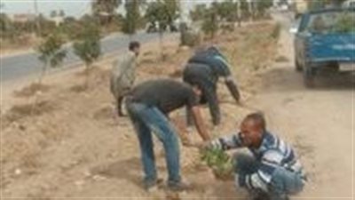 زراعة 312 شجرة مثمرة في مركز مطاي بالمنيا