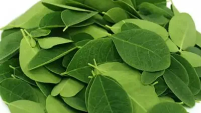 فوائد صحية لأوراق المورينجا.. بينهم تحسين صحة الأمعاء وتنظيم السكر بالدم