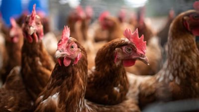 حقيقة التخلص من سلالات دواجن مصرية نادرة بسبب العلف (فيديو)