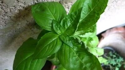 ماذا تعرف عن فوائد استخدام الريحان؟