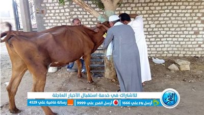 بيطري قنا يعلن عن قافلة بيطرية بنقادة