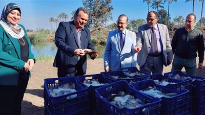 حصاد سمك البلطي من إنتاج المزارع السمكية المفتوحة بكلية الزراعة بمشتهر