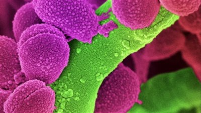 البكتيريا العقدية: الكائنات الدقيقة الرائعة وتأثيرها على الحياة والبيئة