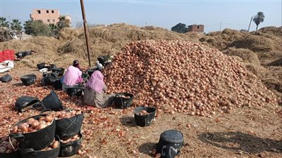 الكيلو بـ3 جنيهات.. الزراعة تكشف مكاسب مهولة لمحتكري البصل (فيديو)