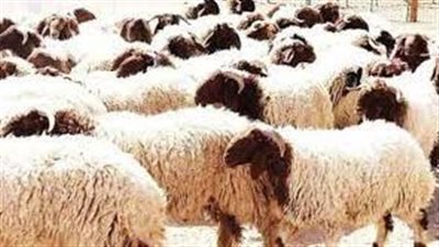 استئناف تاريخي: السعودية تستعيد استيراد الأغنام الحية من أستراليا بعد توقف دام 12 عامًا