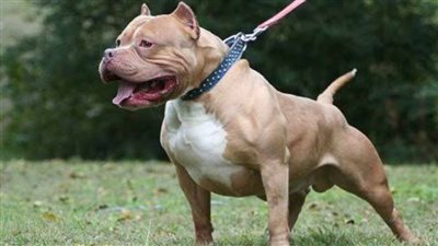 ما مصير حيازة كلب دون ترخيص طبقًا لقانون حيازة الحيوانات الخطرة؟