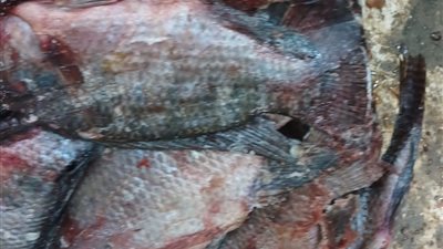 ضبط 750 كجم لحوم وداوجن وأسماك مجهولة المصدر بالمنوفية