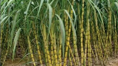 التموين: بدء موسم توريد قصب السكر بمحافظة المنيا
