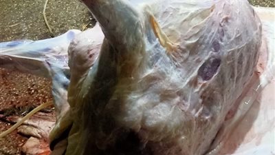 ضبط 310 كيلو لحوم مجهولة المصدر بقنا