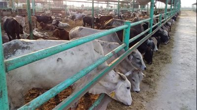 الزراعة : استيراد 154 ألف رأس عجول لتلبية احتياجات شهر رمضان والعيد