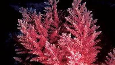 عاجل|«مكون من الطحالب».. تفاصيل اعتماد دواء جديد لدعم المناعة