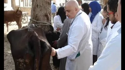 تحصين125 ألف رأسا من الثروة الحيوانية ضد الحمى القلاعية والوادي المتصدع ببني سويف