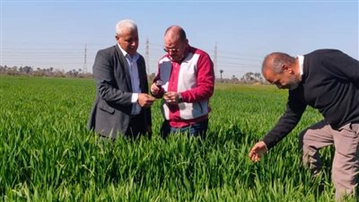 وكيل زراعة بني سويف للمزارعين: من يجد إصابة فطرية أو حشرية يبلغ الإدارة فورا