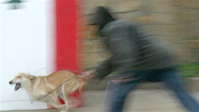 افترستها الكلاب.. وفاة رضيعة بطريقة مأساوية ومؤلمة في سطيف الجزائرية